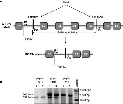 Determining distinct roles of IL-1α through generation of an IL-1α knockout mouse with no defect in IL-1β expression